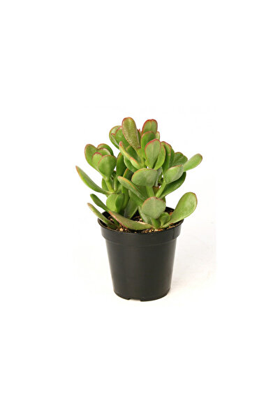 Bonzai Para Çiçegi Bonsai Yeşim Bitkisi Para Ağacı Şans Bereket Bitkisi <20cm 35 Cm >