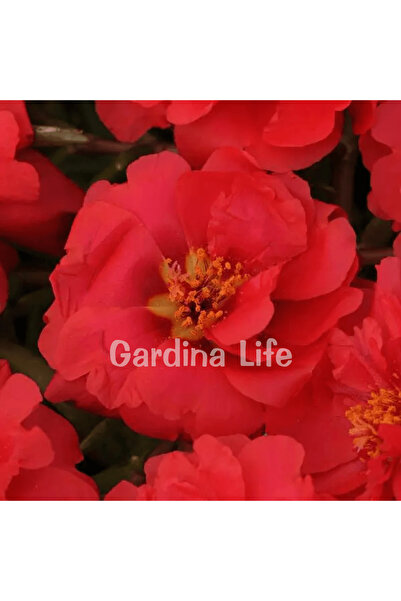 Gardina İpek Çiçeği Fidesi Katmerli Deep Red 10 Adet