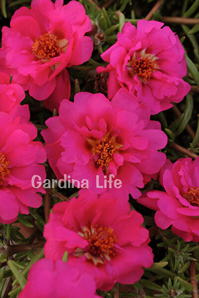 Gardina İpek Çiçeği Fidesi Katmerli Fuchsia 10 Adet
