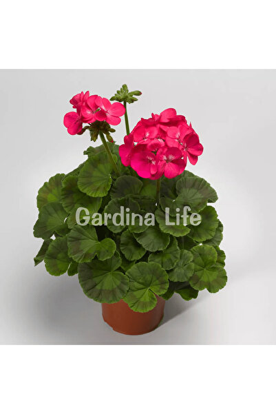 Gardina Dekoratif Sardunya Çiçeği Fidesi Deep Rose 10 Adet