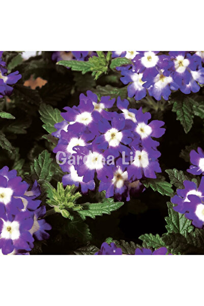 Gardina Mine Çiçeği Fidesi Blue With Eye 10 Adet