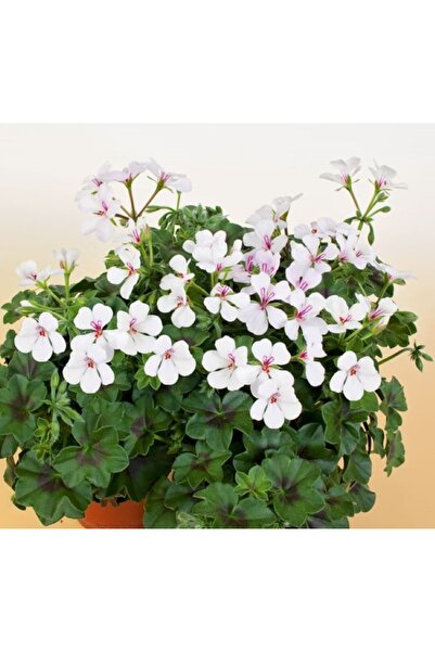 Mimoza Sakız Sardunya Fidanı Beyaz 10-20 cm