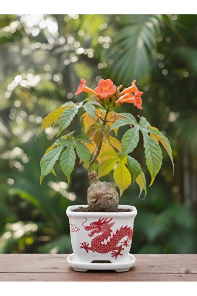 ATLANTE CACTUS Sterculia colorata – Alev Çiçeği Ağacı / Flame Flower Tree