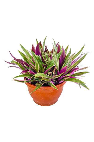 ERNAZ Pembe Telgraf Bitkisi (Tradescantia Nanouk) Dolgun form | Dayanıklı İç ...