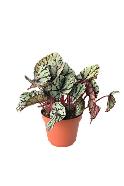 Betonish Begonia Rex 'Fedor' (Begonya Çiçeği)