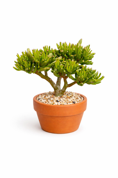 Mialys Premium Bonsai Seçkisi | Koleksiyonluk Sukulent Crassula Ovata Gollum ...