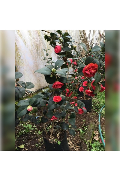 CC KAMELYA KIRMIZI 200-240 CM BOYUNDA