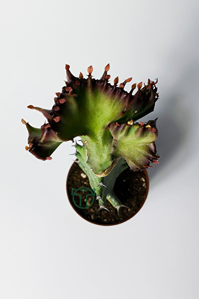 Toptan Kaktüs Euphorbia Lactea Cristata Variegata – Dark Rim – 5.5 cm Saksıda