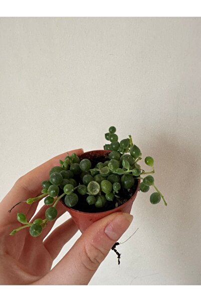 staristakı tesbih çiçeği sukulent