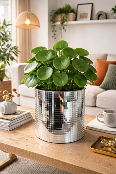 Dailyboo Creates Aynalı Taşlı Vazo & Saksı