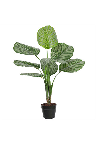 Roots Furniture قسط كالاتيا روتونديفوليا 90 سم