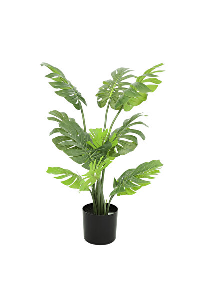 Roots Furniture مونستيرا