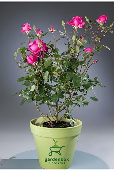 serada decor & plant Mis KOKULU Canlı Pembe Isparta Gülü 30-40Cm