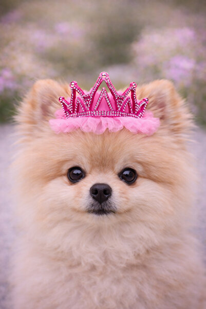 LOOL PREMİUM KÖPEK PRENSES TAÇ KÖPEK DOĞUMGÜNÜ TOKA