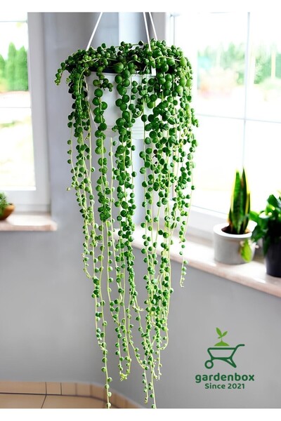 Gardenbox Özel Tür Tespih Boncuk Çiçeği 1 ADET Makrome Saksılı 20-30CM Canlı ...