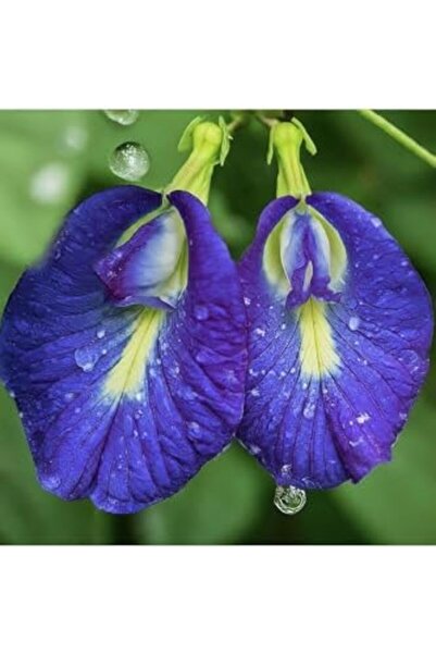 Nacario نركريوشوب فراولة البازلاء الزرقاء 1201248