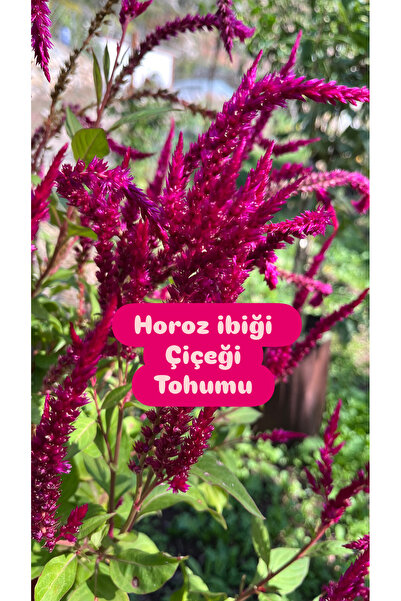 Birtutamrenk Amarant Horoz İbiği Çiçeği Tohumu 20 adet