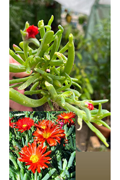 Birtutamrenk Kırmızı Damat Mendili (İri Yapraklı Acem Halısı) çiçeği