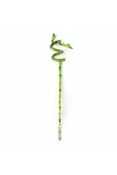 KAPTABAHÇE Şans Bambusu (Lucky Bamboo)
