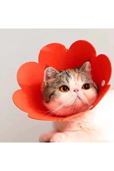 silver zenn طوق إليزابيث من الفيلقون مقاس L للحيوانات الأليفة