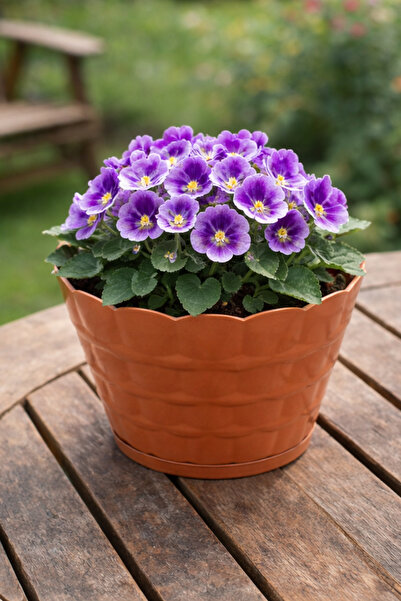 Binbirreyon 2 Adetli Papatya Saksı Terracota Desenli Kahverengi Plastik Gövde...