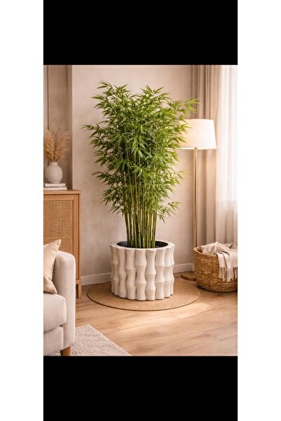 Store Modern Bambu Beton Saksı