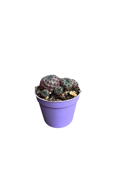 Betonish Sulcorebutia Rauschii 'Violacidermis' (Kaktüs)