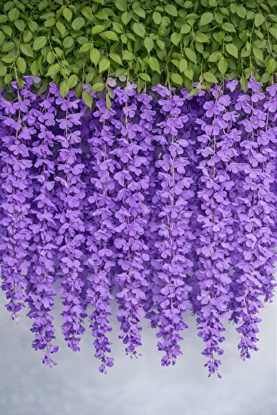 BUSERİSE 12’li Mor Sarkan Akasya Çiçeği – Nişan Düğün Organizasyon Dekoru, Ya...