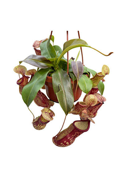 Betonish Nepenthes 'Gaya' (Su İbriği Bitkisi)