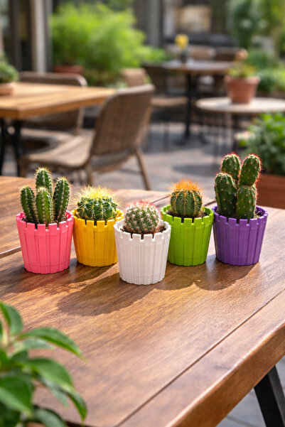 Binbirreyon 5 Adet Kaktüs Saksı Seti Mini Saksılar Yuvarlak 5,5x6,5cm AH041