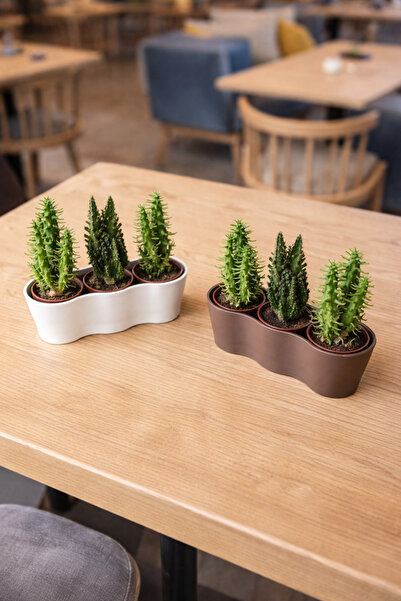 Binbirreyon 2 Adet 3 Bölmeli Boğumlu Kaktüs Saksısı 17,5X6cm AH149