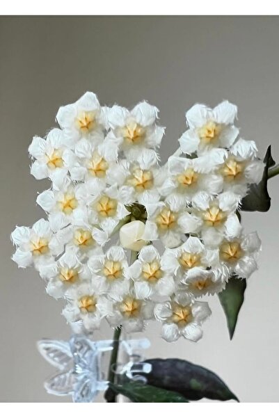 SİMAN BOTANİK Hoya Lacunosa SR-2010-055 Mum Çiçeği