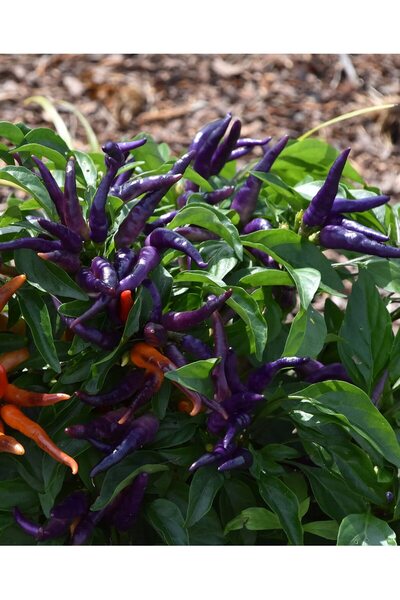 SümerTohum 20 Adet Mor Cin Biber Tohumu