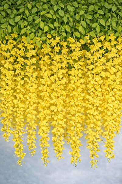 BUSERİSE 12’li Sarı Sarkan Akasya Çiçeği – Nişan Düğün Organizasyon Dekoru, Y...