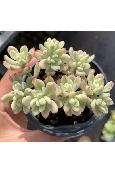 SukuLand Sedum Jelly Bean Mickey Variegata Kore ithal özel tür sukulent 5,5cm...