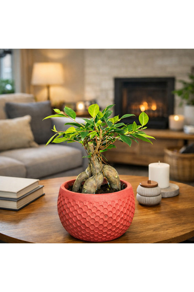 bitkidünyam Ficus Ginseng Bonsai Canlı Bitki – Kırmızı Dekoratif Saksılı Mini...