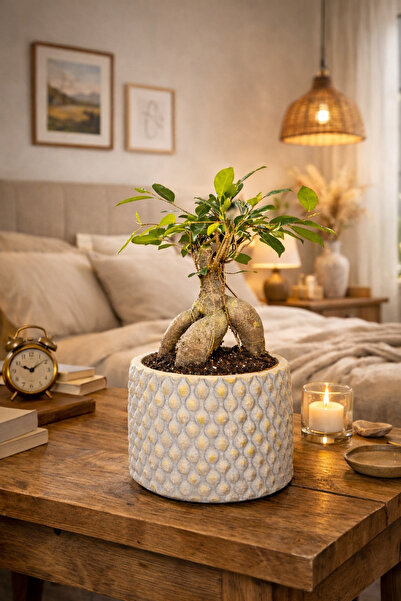 bitkidünyam Dekoratif Saksılı Ficus Ginseng Bonsai Canlı Bitki – Masaüstü Ofi...