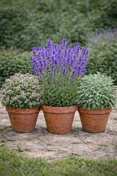 Vasada Kekik-Lavanta-Adaçayı Fidesi 3'lü Bahçe Serisi Tüplü 20-40 cm