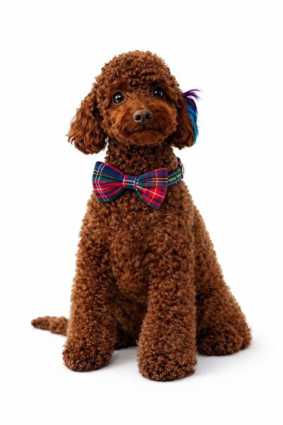 VERAPAWS KÜÇÜK IRK- VERA PAWS EKOSE LACİVERT FİYONKLU PAPYON - AYARLANABİLİR ...