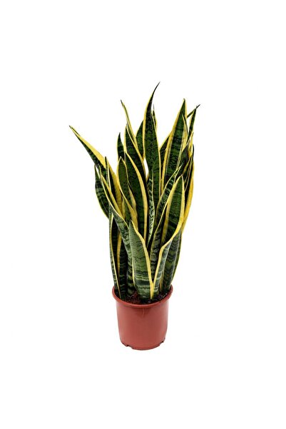 İlkadım Botanik Büyük Boy Çok köklü Sanseverya Paşa Kılıcı Peygamber Kılıcı K...