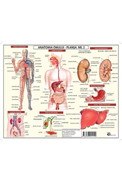 cae HUMAN ANATOMY BOARD2 - A3 PLASTICIZED