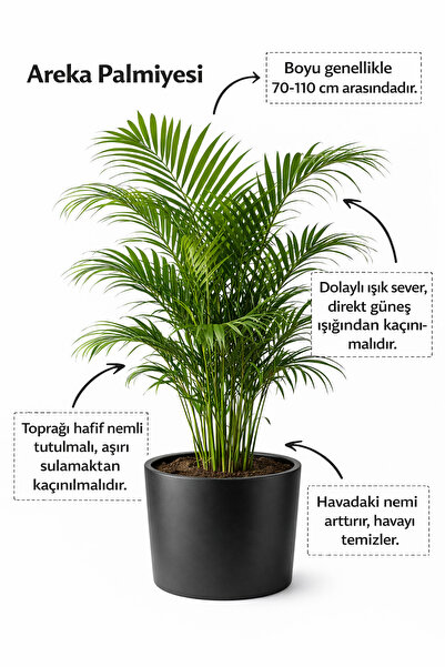 A&N Florya Vadi 70-110 Cm Gür Areka Palmiyesi 🌿 Üretim Saksılı | Büyük Boy S...