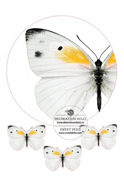 Decoratiuni Dulci Представете си cometibila - fluture regal - Cerc, Decupat