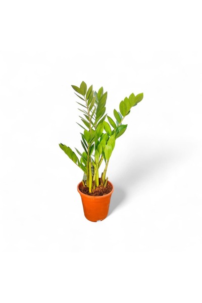 Zamia Bitkisi 50cm-55cm