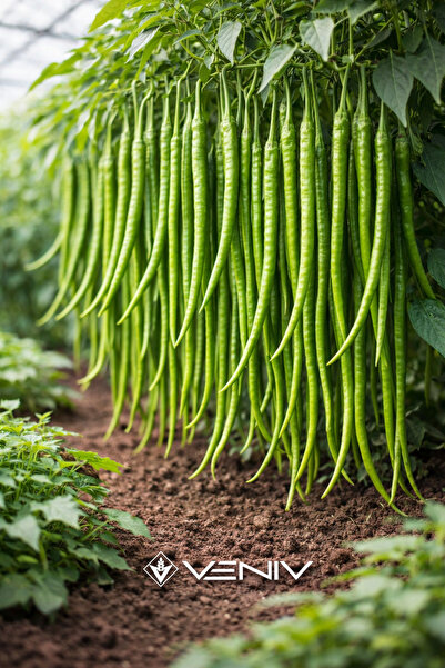 VENİV 30 Adet Tatlı Kıl Biber Tohumu