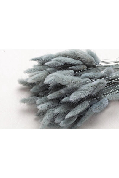 Dekora Çiçek باقة زهور جفنة القطن المجففة على شكل ذيل الأرنب، زهرة لاجوروس بل...