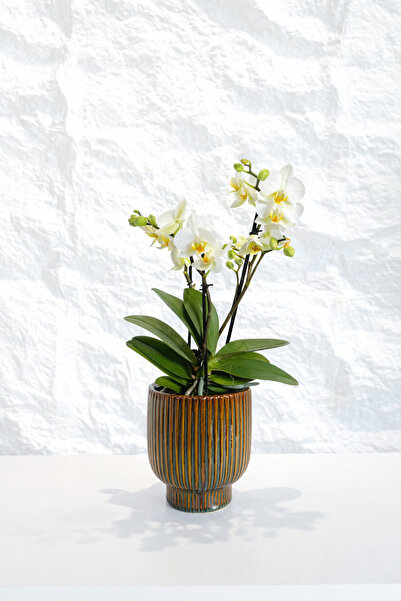 BALONADAIRSTUDIO Canlı Beyaz Orkide (Phalaenopsis) – Dekoratif İç Mekan Çiçeği