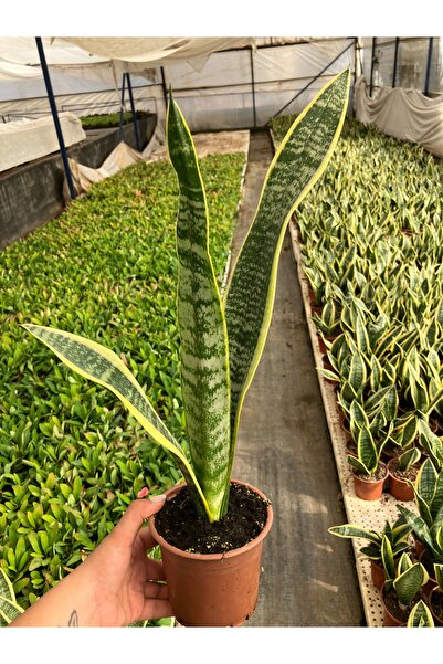 Çiçek Her Yerde Uzun Paşa Kılıcı (Sansevieria trifasciata ‘Laurenti