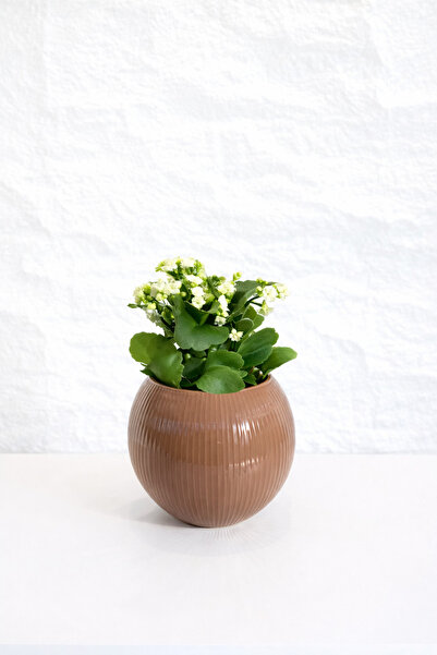 BALONADAIRSTUDIO Cam Fanus İçinde Beyaz Kalanchoe Çiçeği – Dekoratif Canlı Bi...