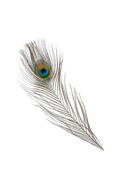 MADHOOR Real Peacock Feathers Decorative Vastu Home Ornament (420 Pack)